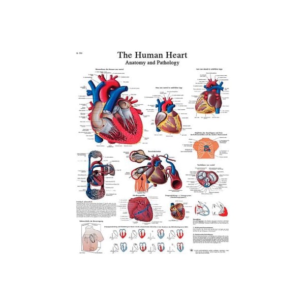 3B Anatomical Chart - Heart, Sticky Back